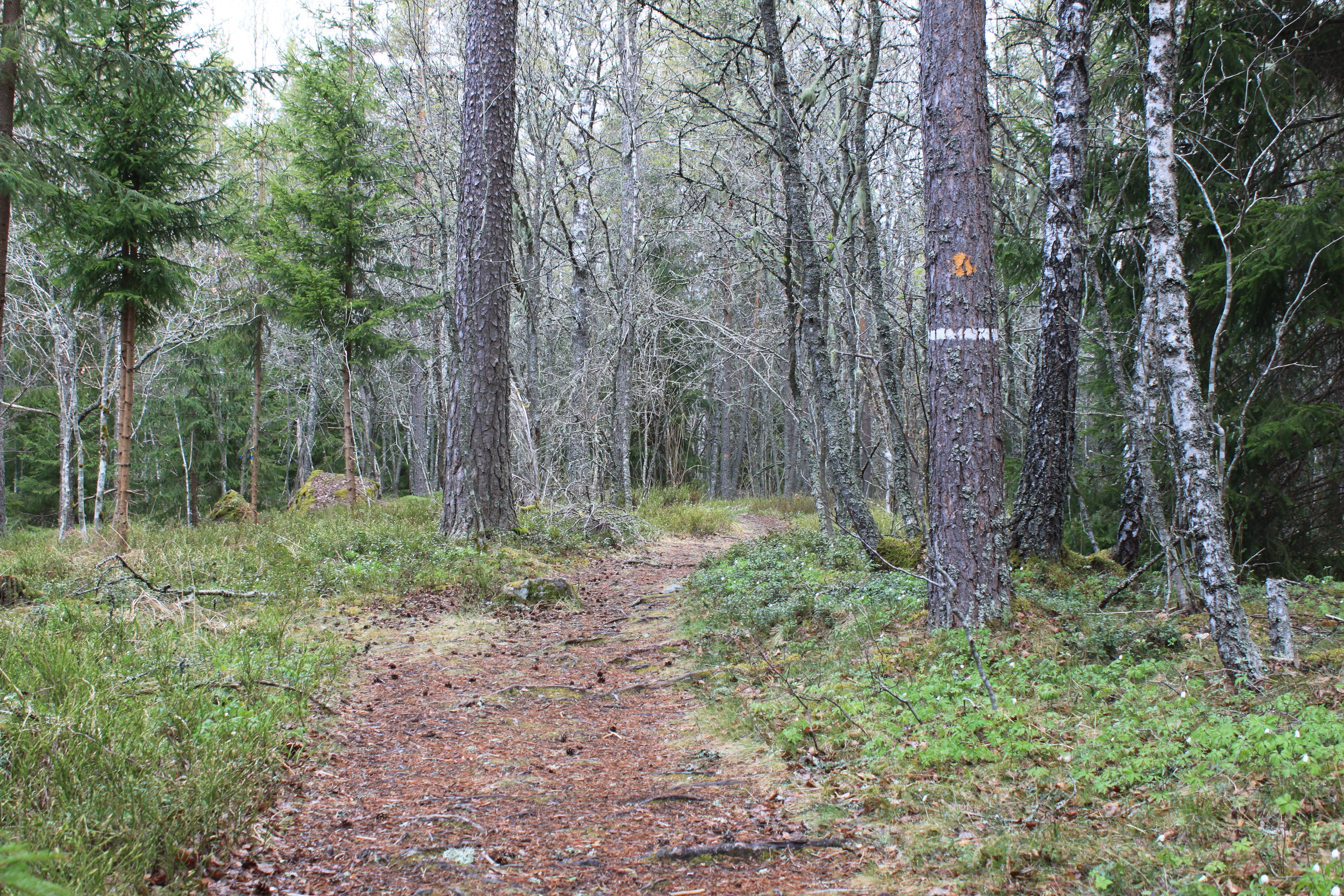 En smalare stig med många rötter och stenar går genom skog. 