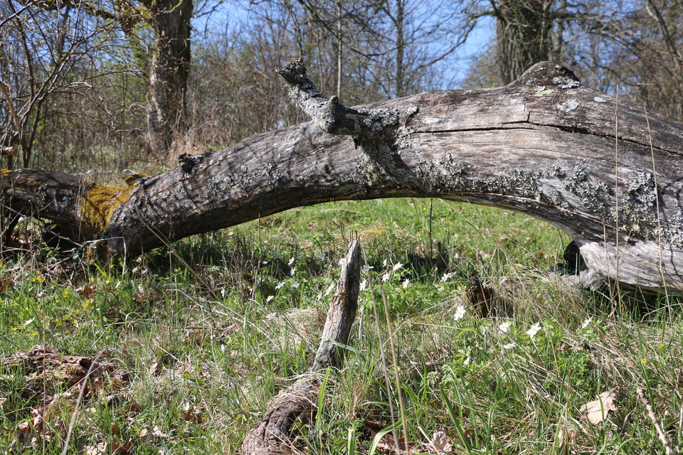 Gammalt, dött träd som ramlat.