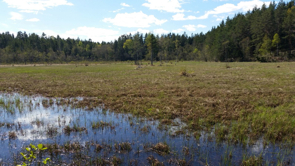 På våren.