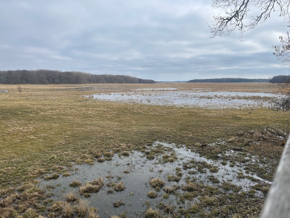 Utsikt över strandäng.