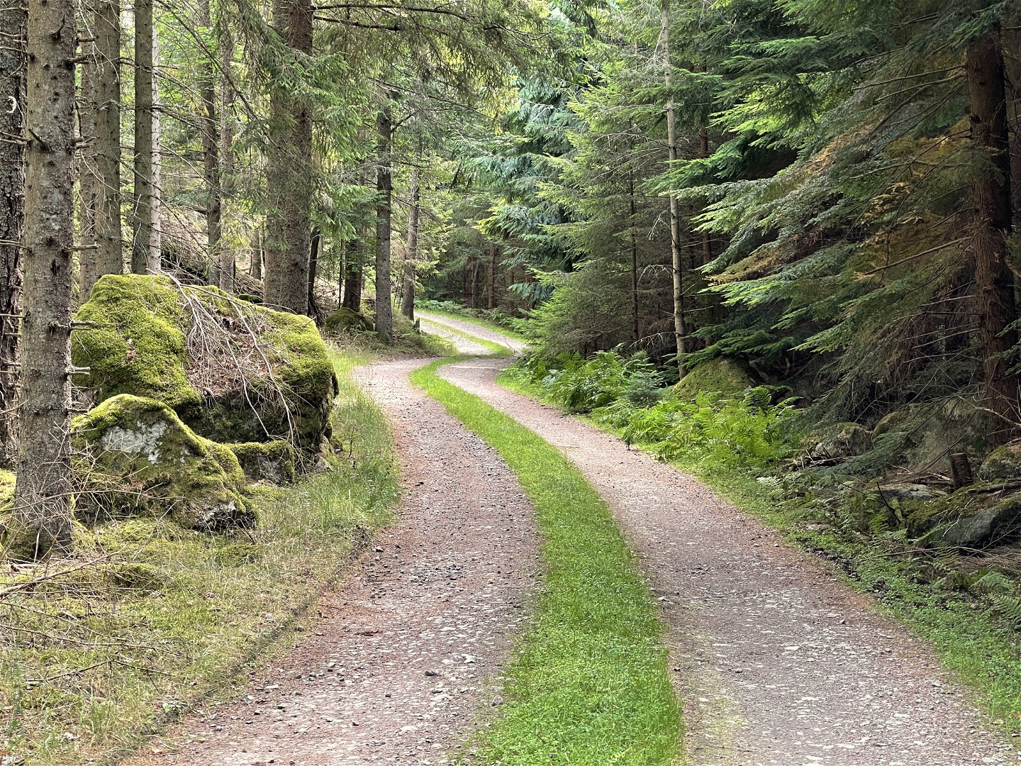 Skogsvägen vid Långsbo