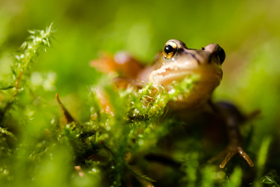 Groda. Foto: Johan Sjölander