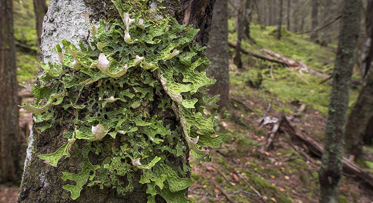 Lunglaven trivs i gammal naturskog.