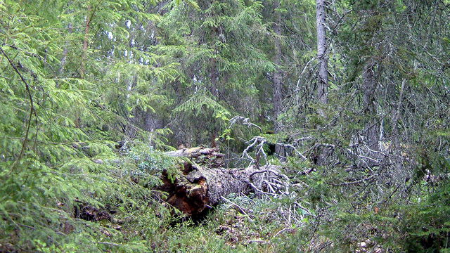 Svartliden