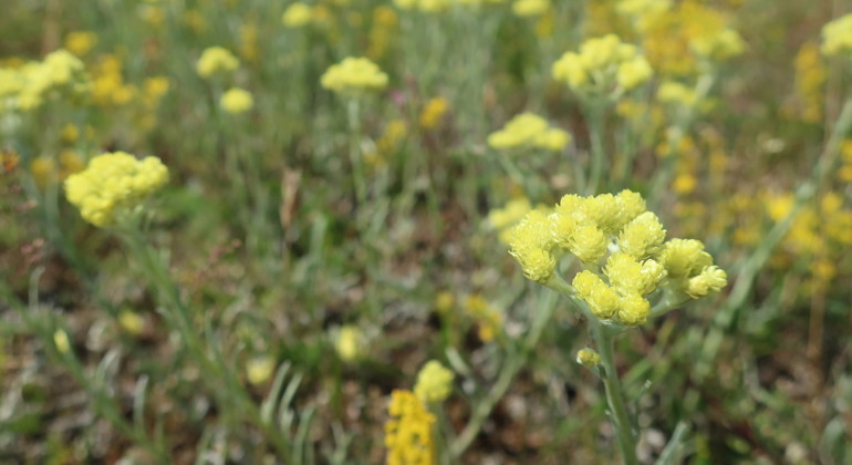 Hedblomster.