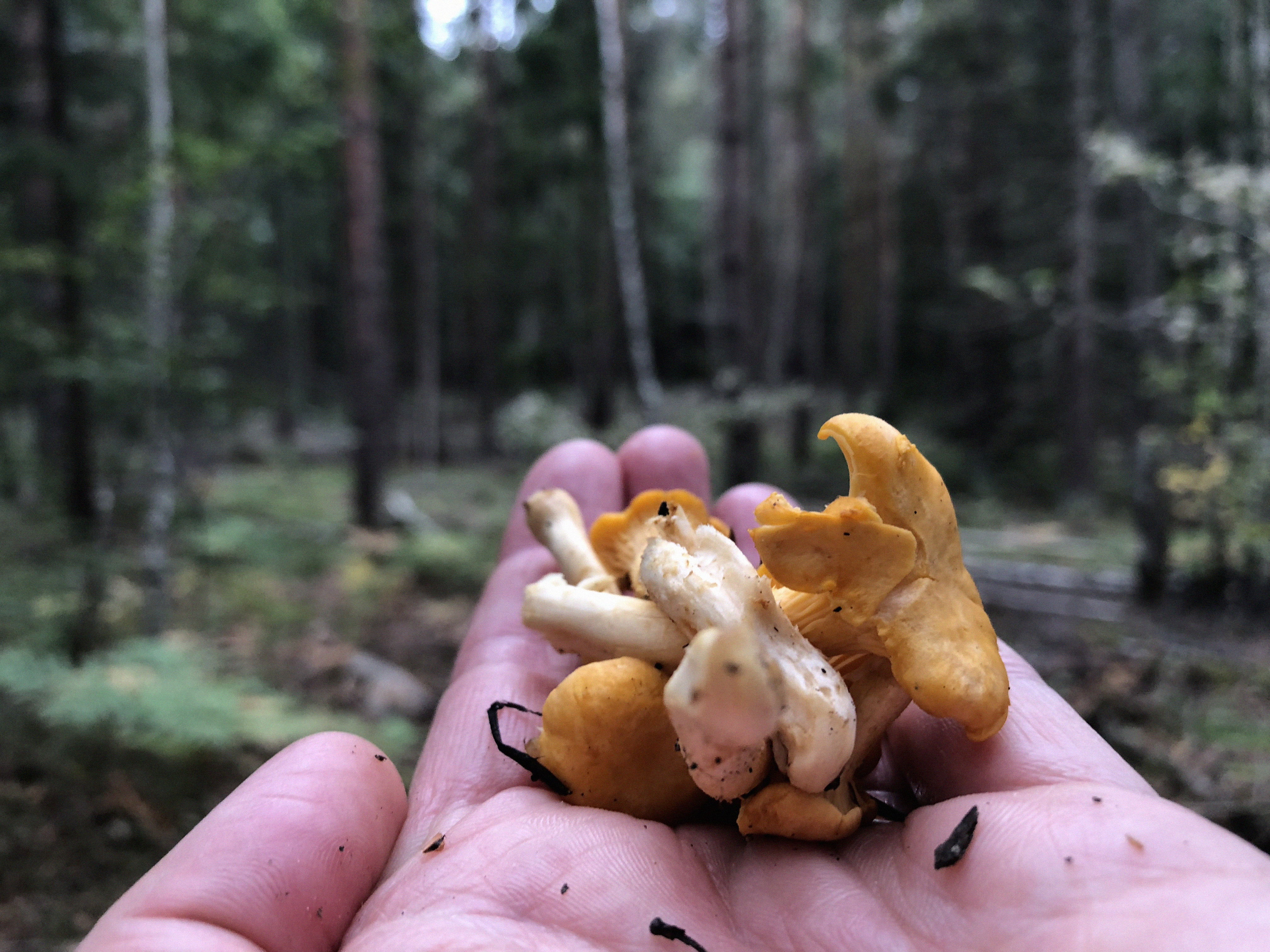 En hand håller i gula kantareller med barrskog i bakgrunden.
