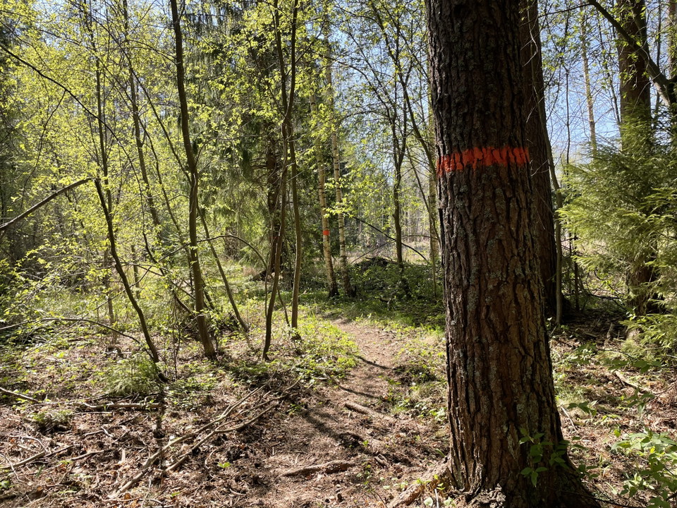 Stig genom skog med orange ledmarkering på träd