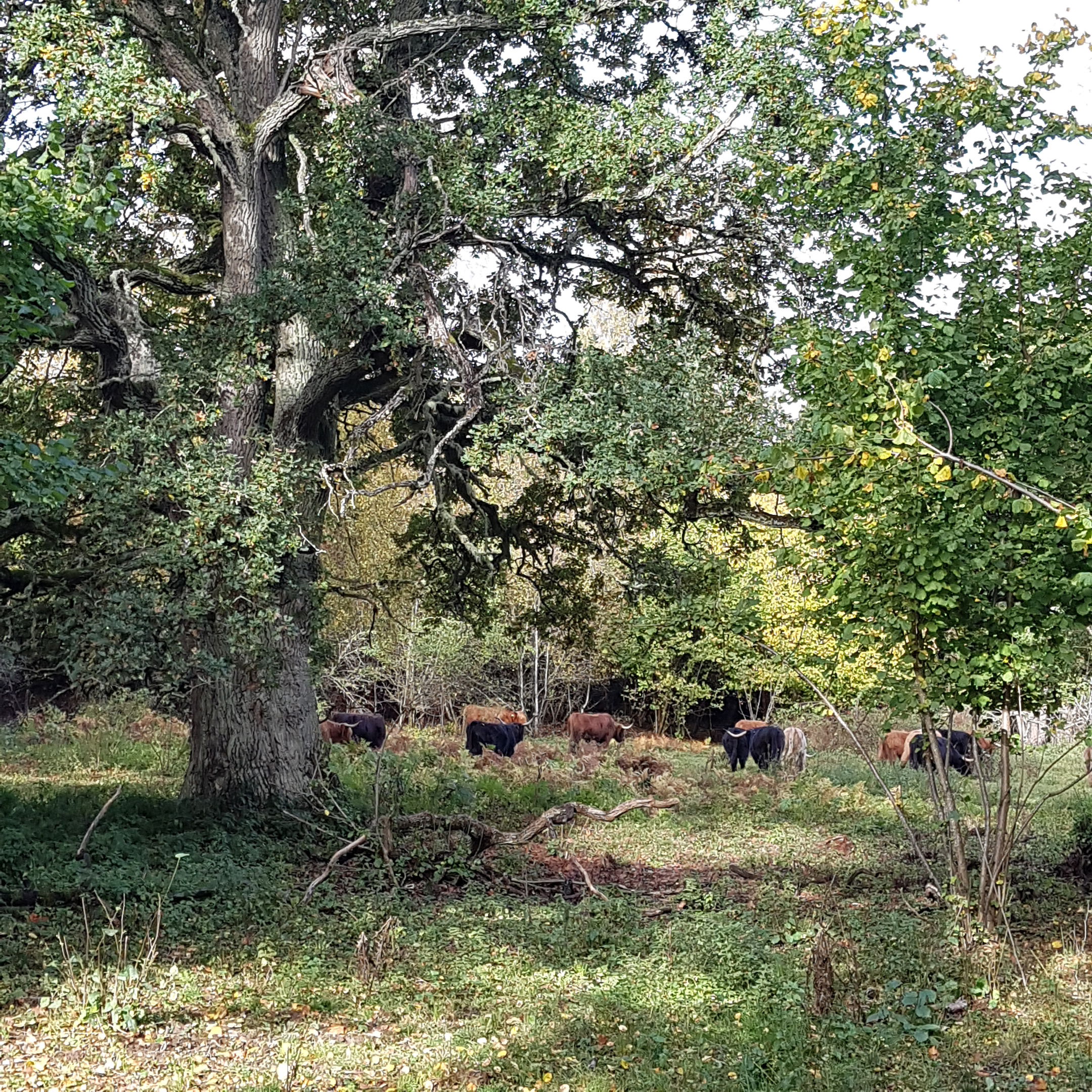 En av områdets äldre grova ekar.