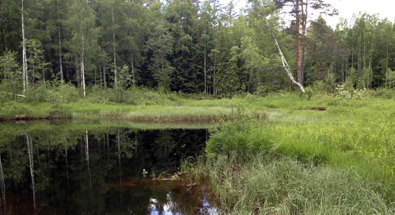 Dansarbacken, Kaljoxadalen.