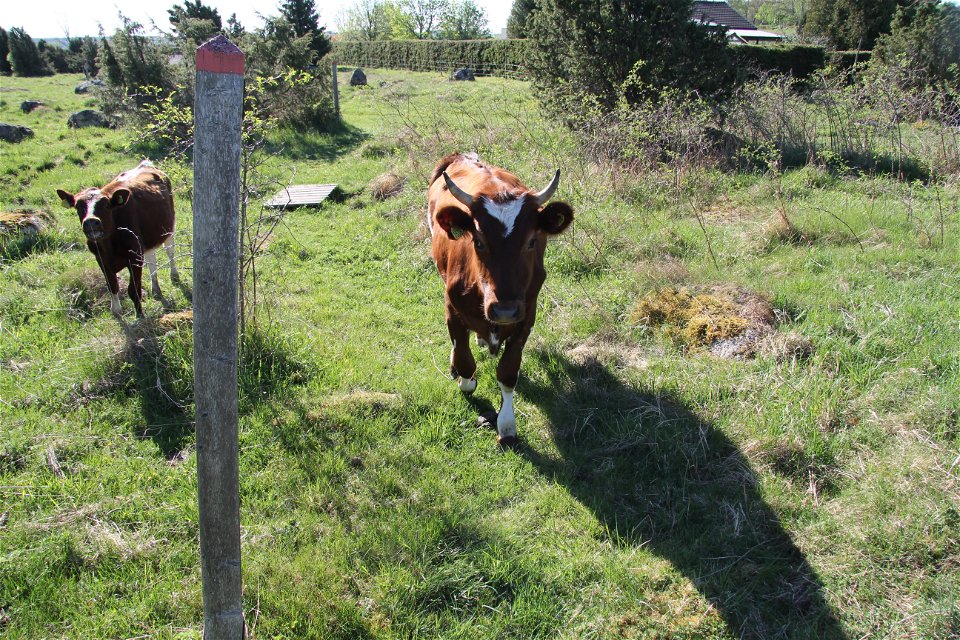 På din vandring längs stigen kan du få sällskap av kor då stigen går igenom en hage.