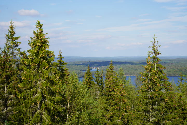 Torrskogsleden