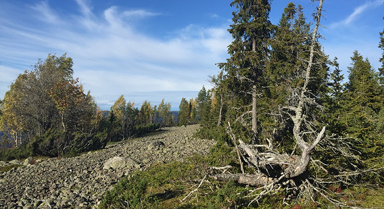 Vy från Björn.