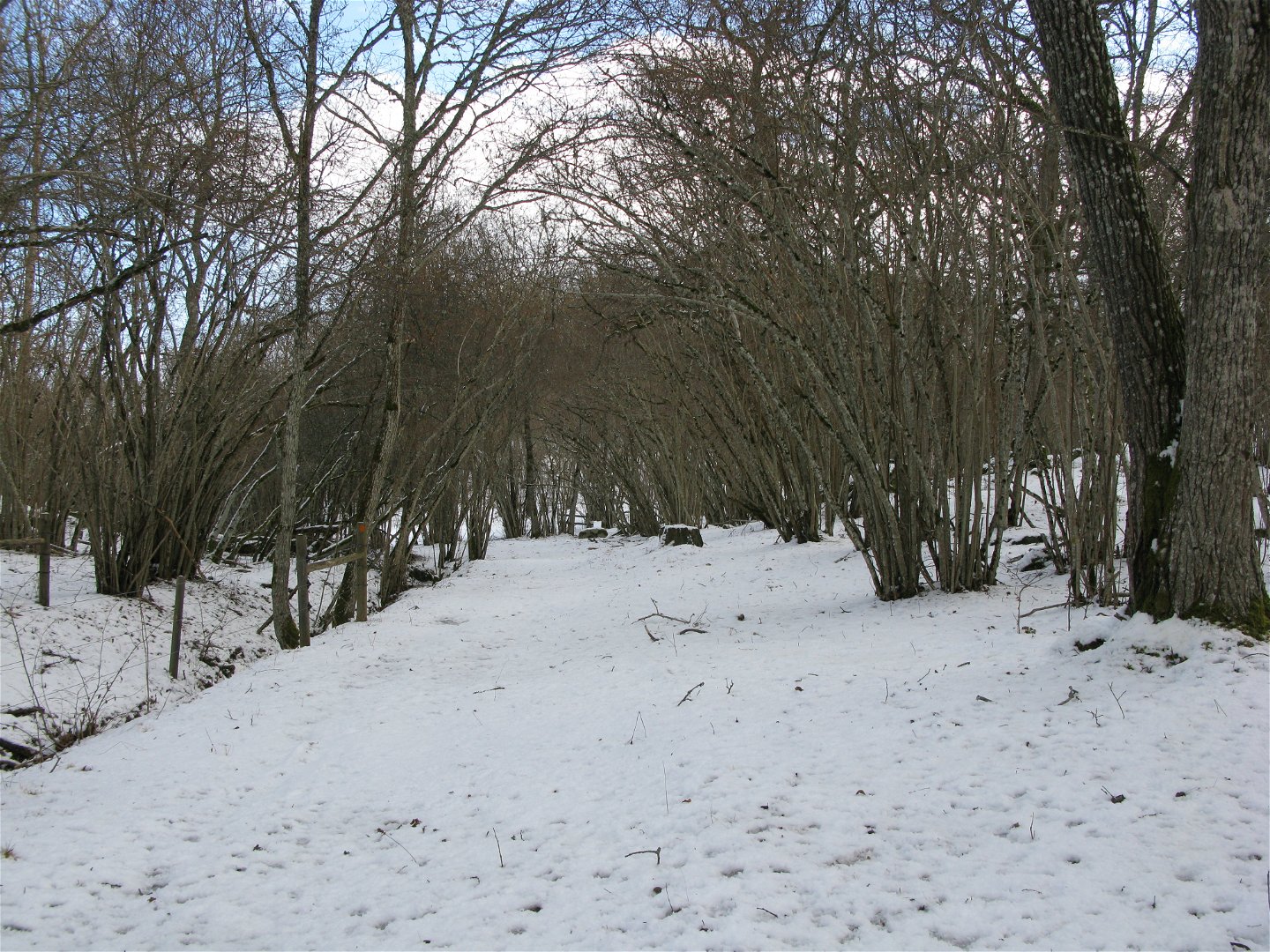 En bred stig med många kala hasselbuskar på båda sidorna. Marken är täckt av snö.