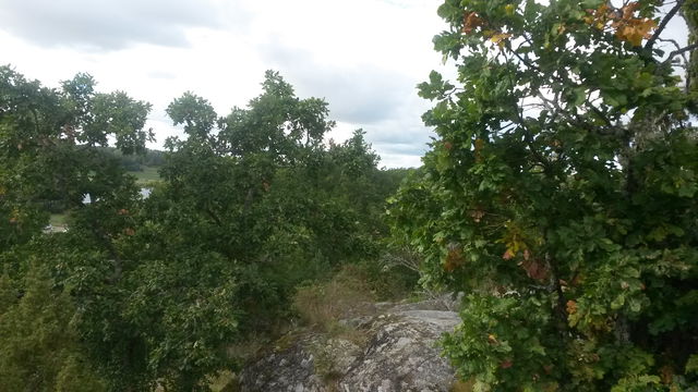 Utsiktsplats i Toran, Hammarskog