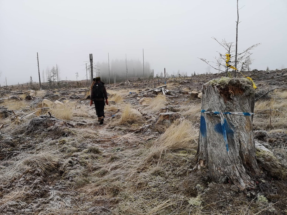 Stor del av leden går på ett kalhygge. 