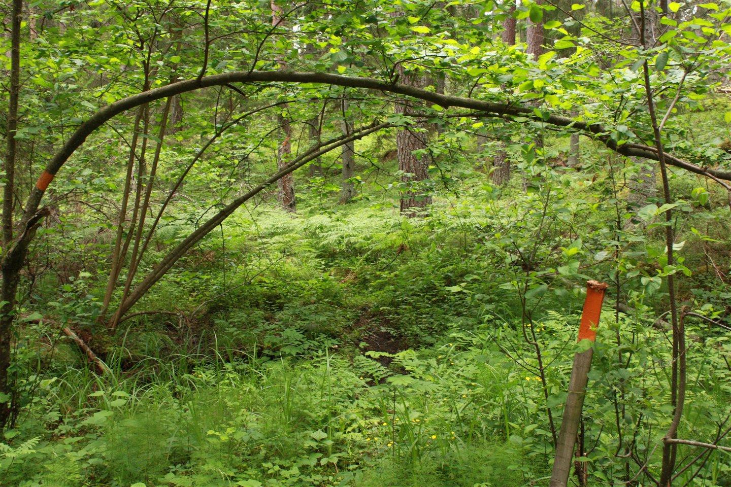 I en snårig skog med högt gräs står en stolpe med orange ledmarkering på.