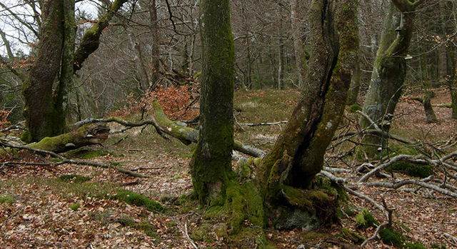 Skårebo naturreservat