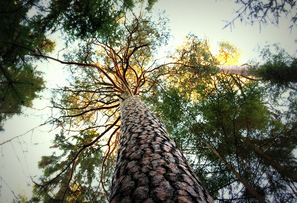 Tallskog dominerar