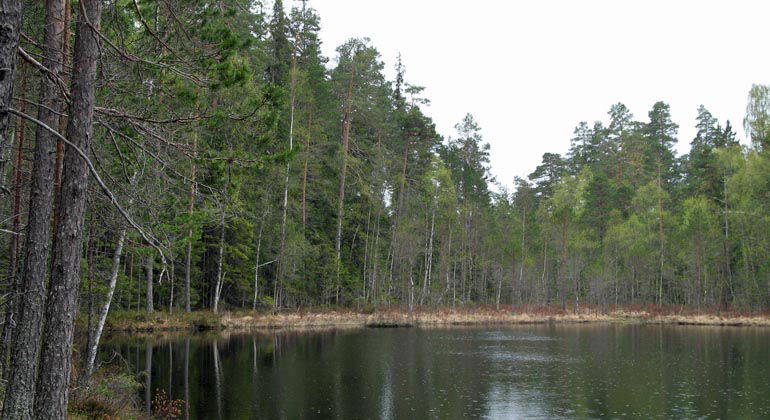 Surtjärns lugna vattenyta bland gammal storvuxen tallskog.