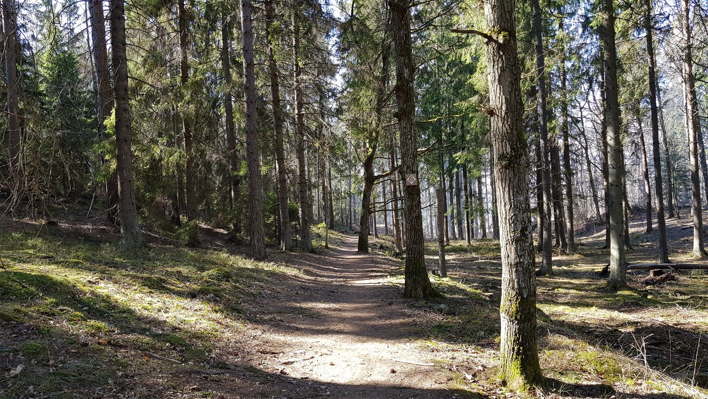 Grandominerad skog vid Södergarn. Foto Lidingö stad