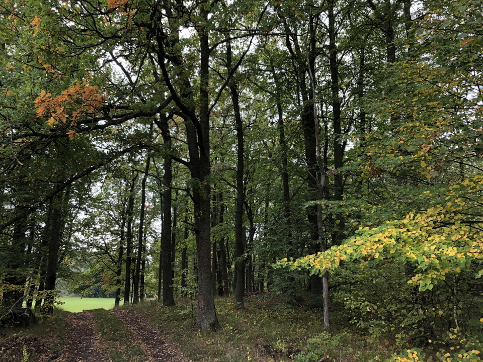 Vandringsled genom lindskogen.