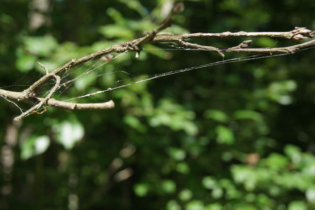 Hjortsberga elljusspår 