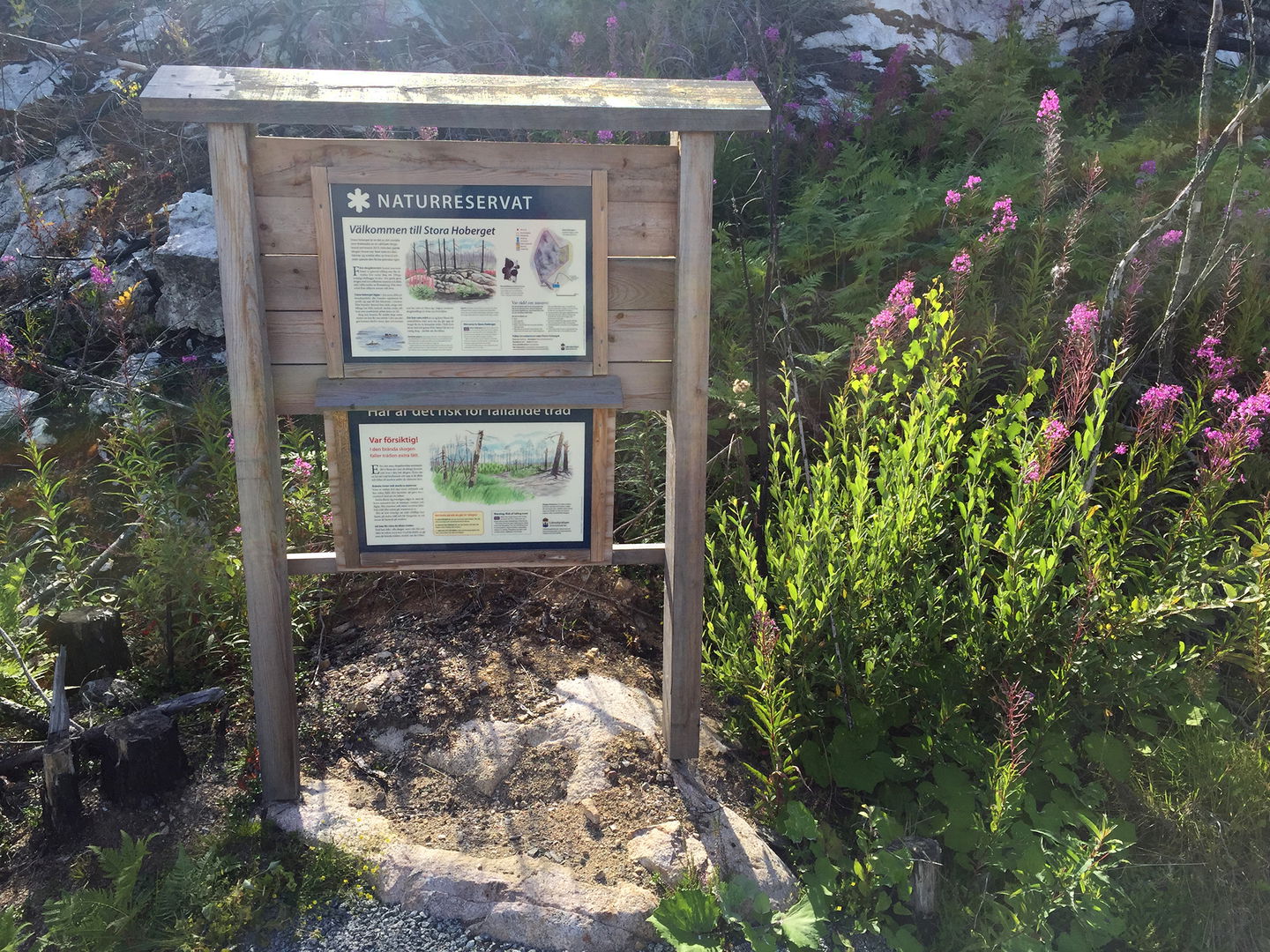 Informationstavla bredvid några rallarrosor.