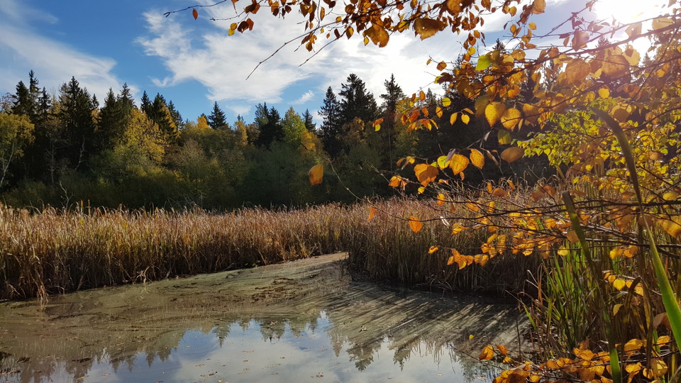 Mulletjärnen. Foto Lidingö stad