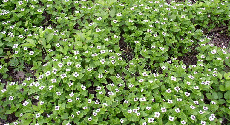Hönsbär.