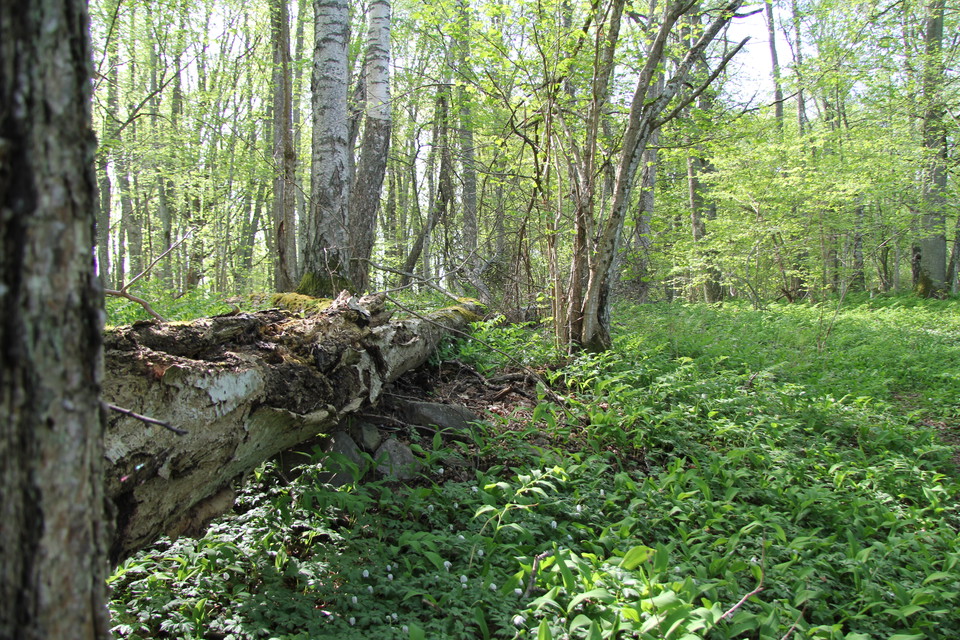 Gammal liggande trädstam i grönska.
