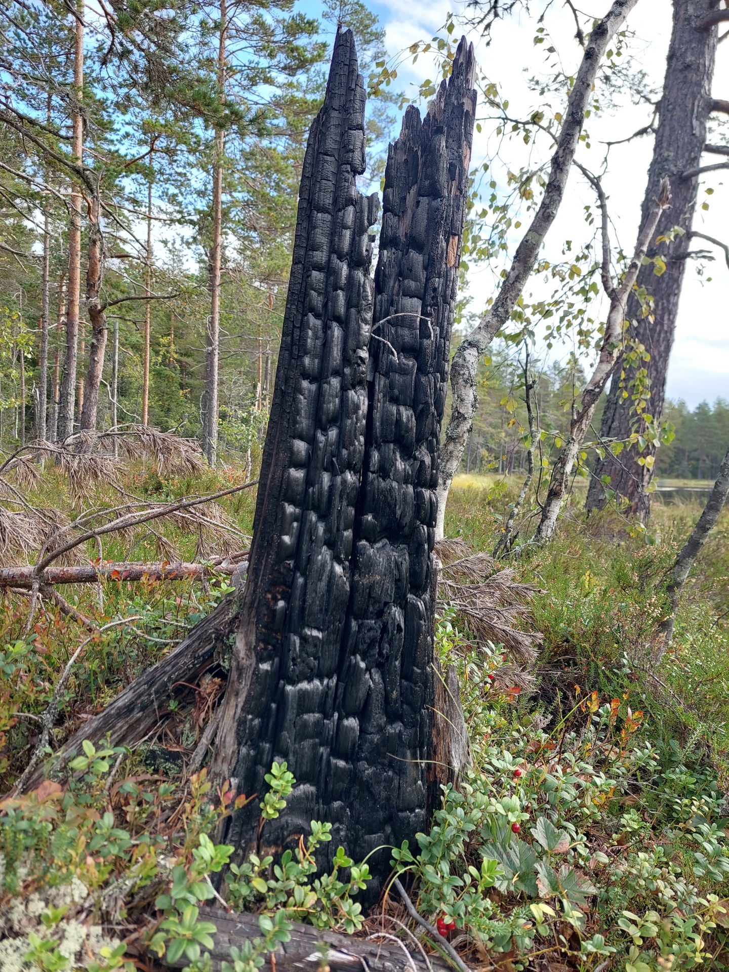 Brandhistorien gör sig påmnind på stubbar och träd