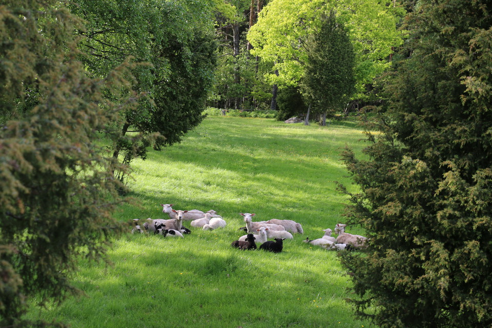 Får ligger i en gräsbevuxen glänta med skog runtikring.