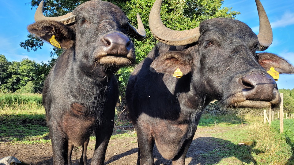 Vattenbufflar vid Gråviken. Foto Lidingö stad