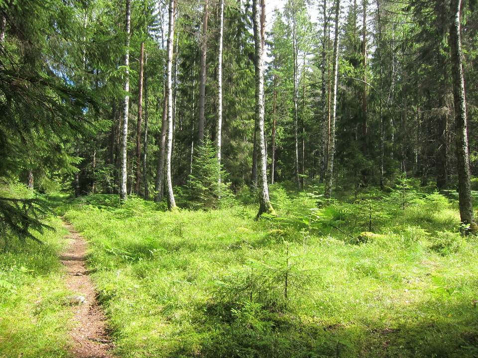 Stig i grönskande skog.