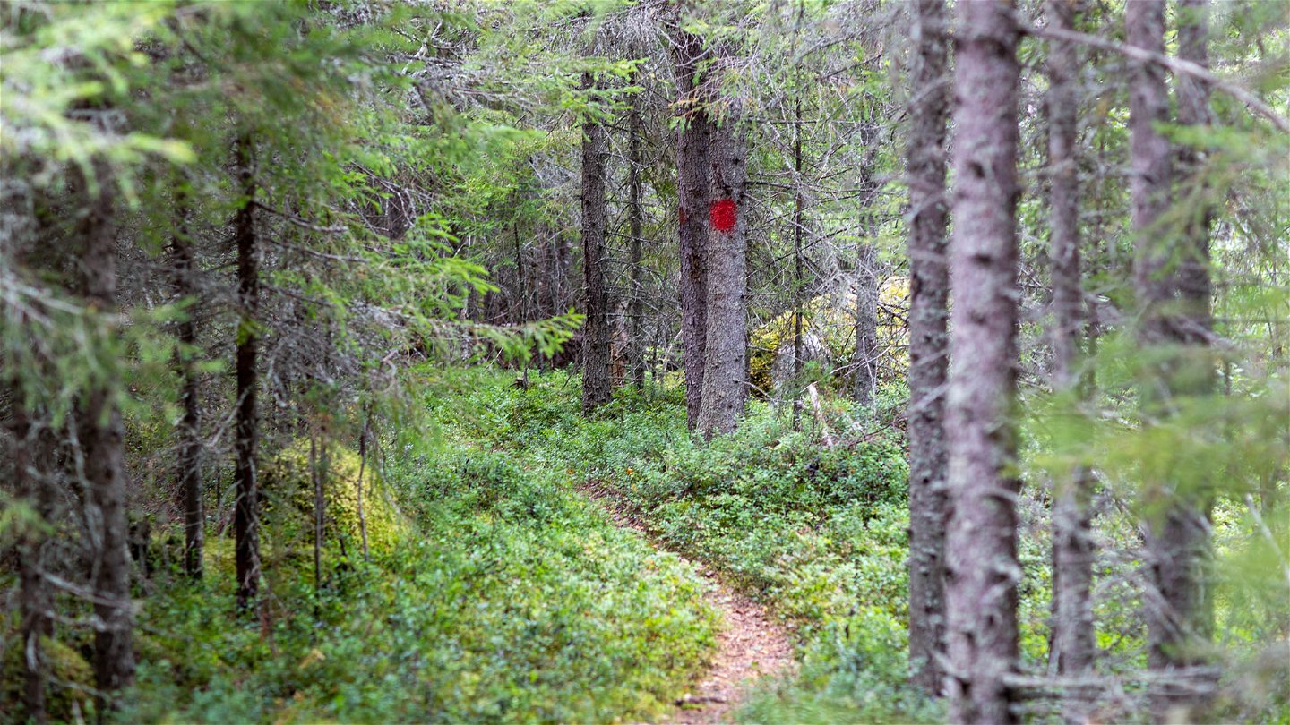 En stig i en skog med en röd markering på ett träd.