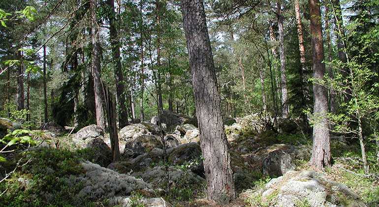 Hällmarkstallskog