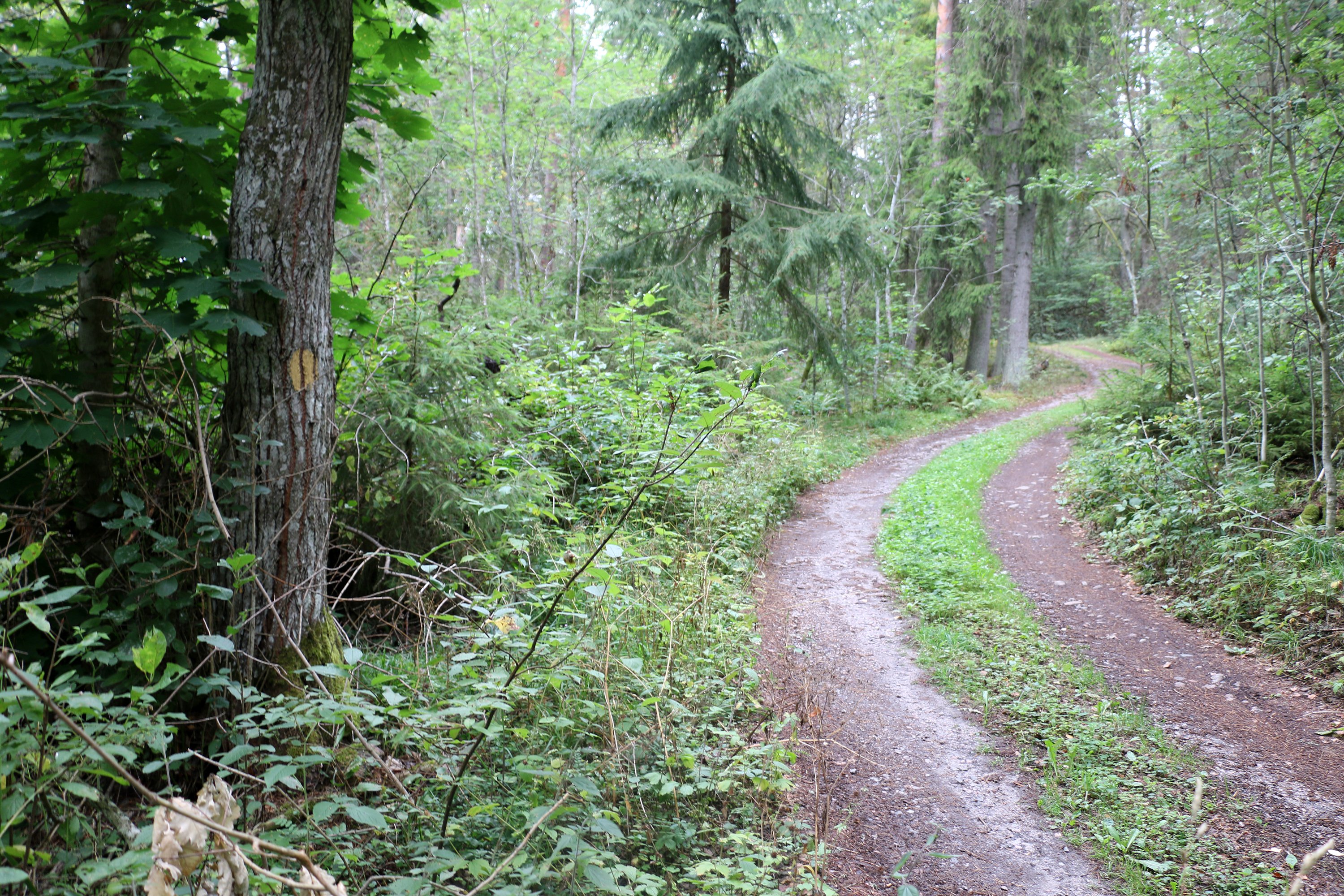 Skogsbilväg som leder in i naturreservatet.