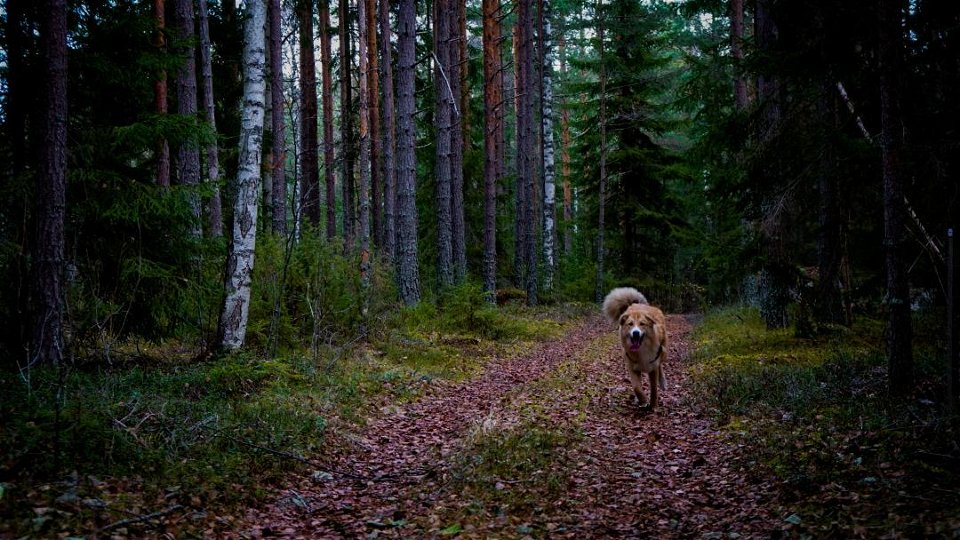 En hund som går på en skogsstig
