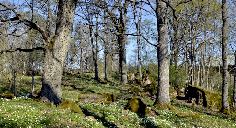 Stafsäter naturreservat