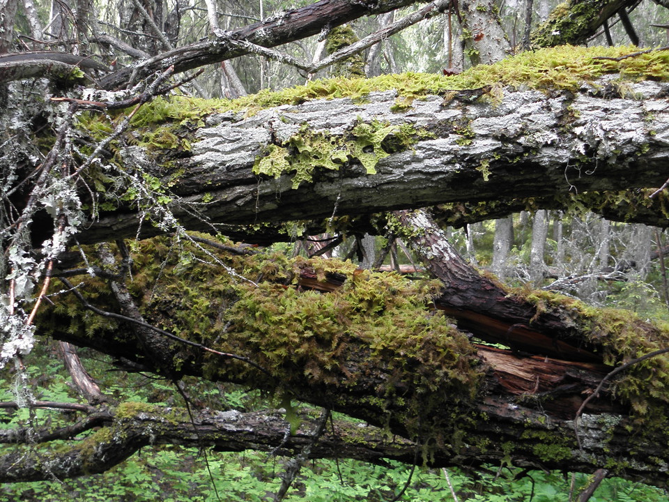 Bild på en liggande sälg med lunglav på.