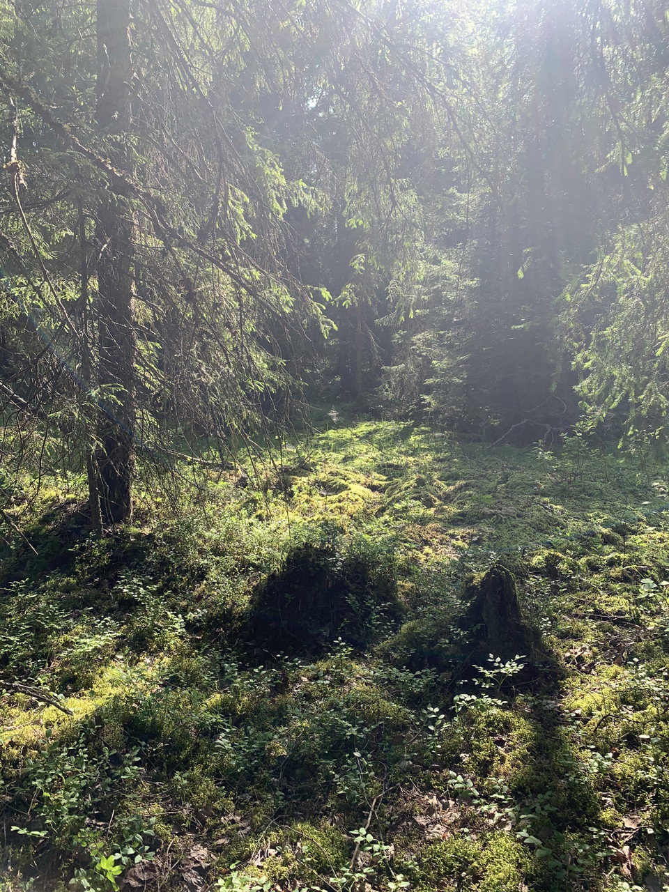 Landskapet i Stickelsbergs naturrereservat är varierat. 