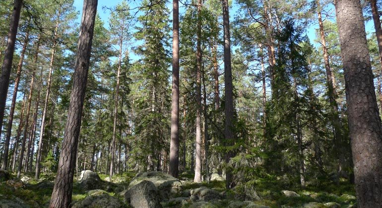 I naturreservatet Rosslavallen växer 300 år gamla tallar.