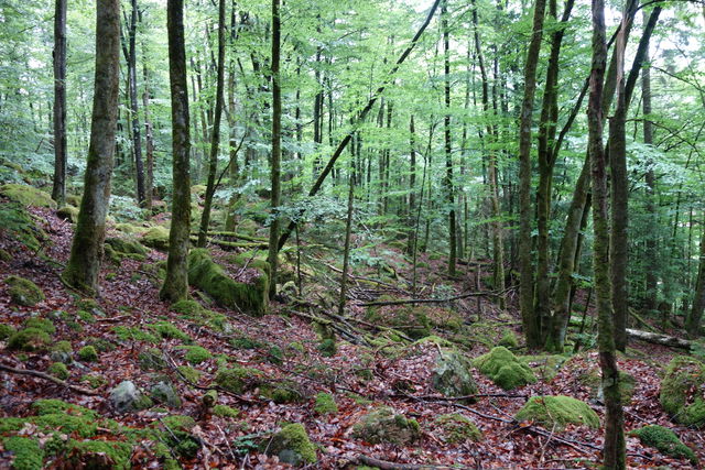 Rågetaåsen naturreservat