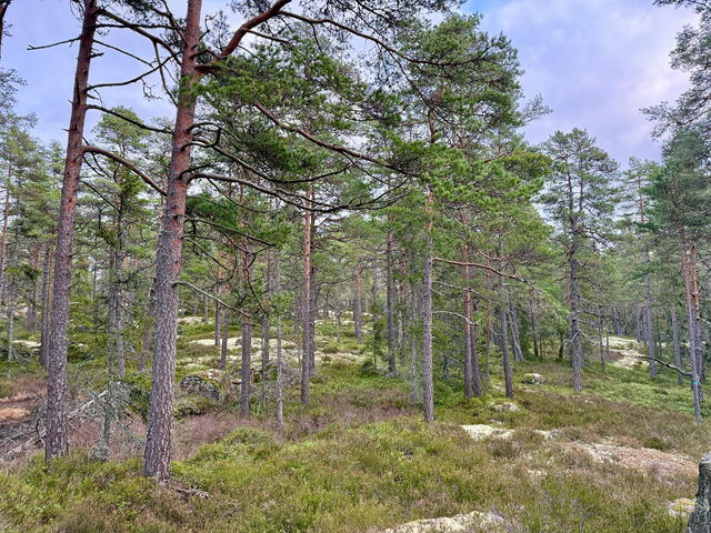 Barmarksled, Tjusthult