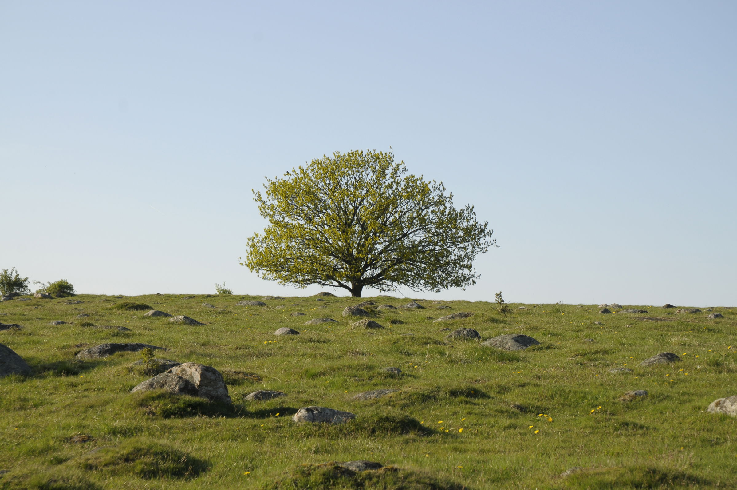 Abullahagen naturreservat, Eslöv