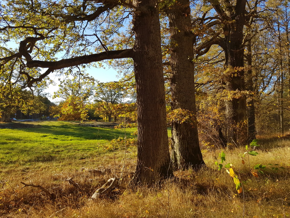 Skogsbryn med ek i Mölna. Foto Lidingö stad