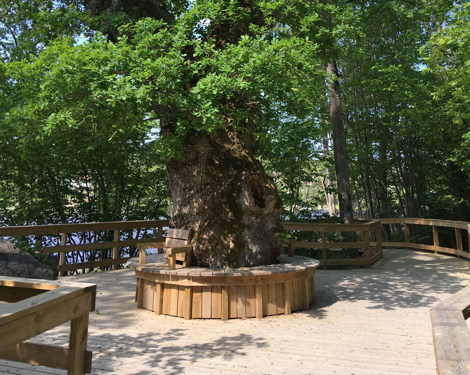 Sittbänk under eken