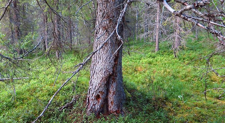 En granstam med brandljud, det vill säga en stamskada på ett träd, orsakad av värme från
skogsbrand.