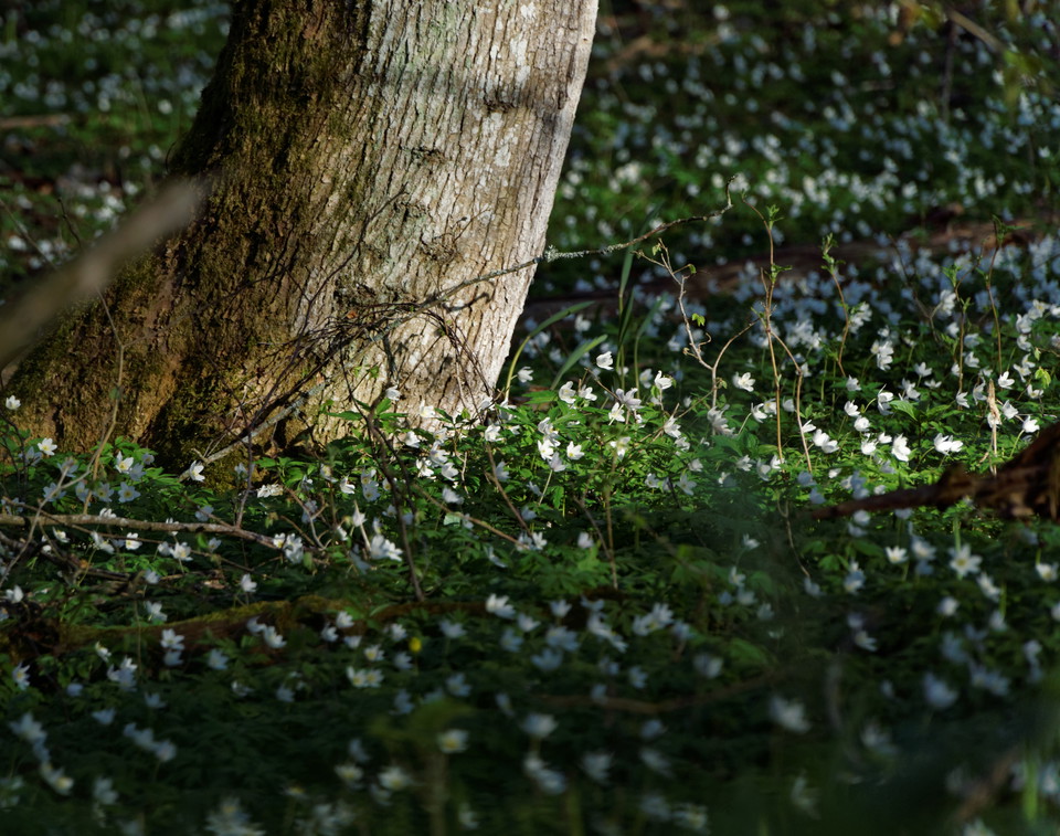 Vitsippor intill trädstam.