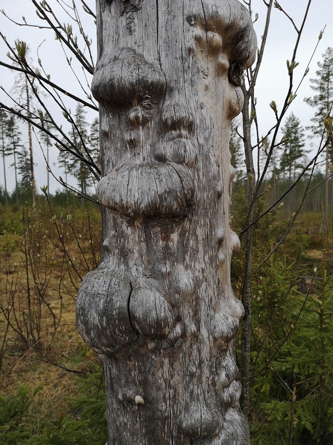 Ett träd nära Nyvallen